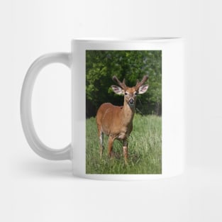 Velvety Buck - White-tailed deer Mug